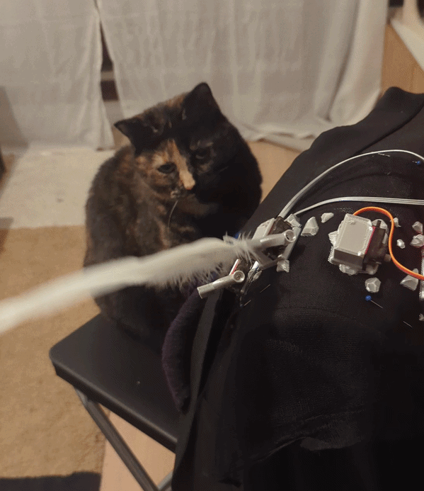 Cat vs feathers